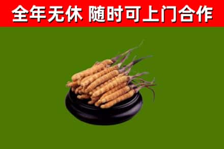 岳阳市回收冬虫夏草