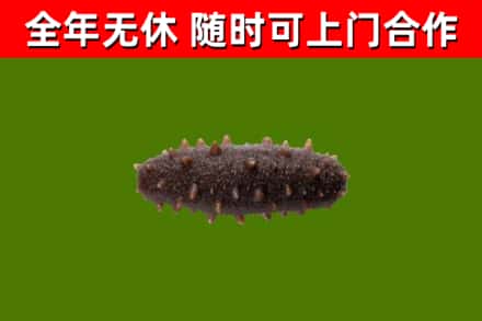 岳阳市回收海参干